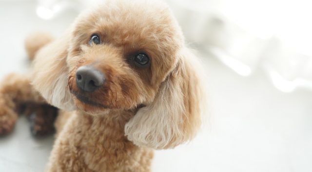 🐾ペット撮影をもっと楽しもう！準備から成功のコツまで🐶🐱