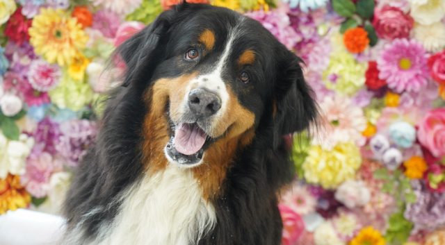 🐶🌻 夏の暑さ対策！ペットとの快適さんぽ術