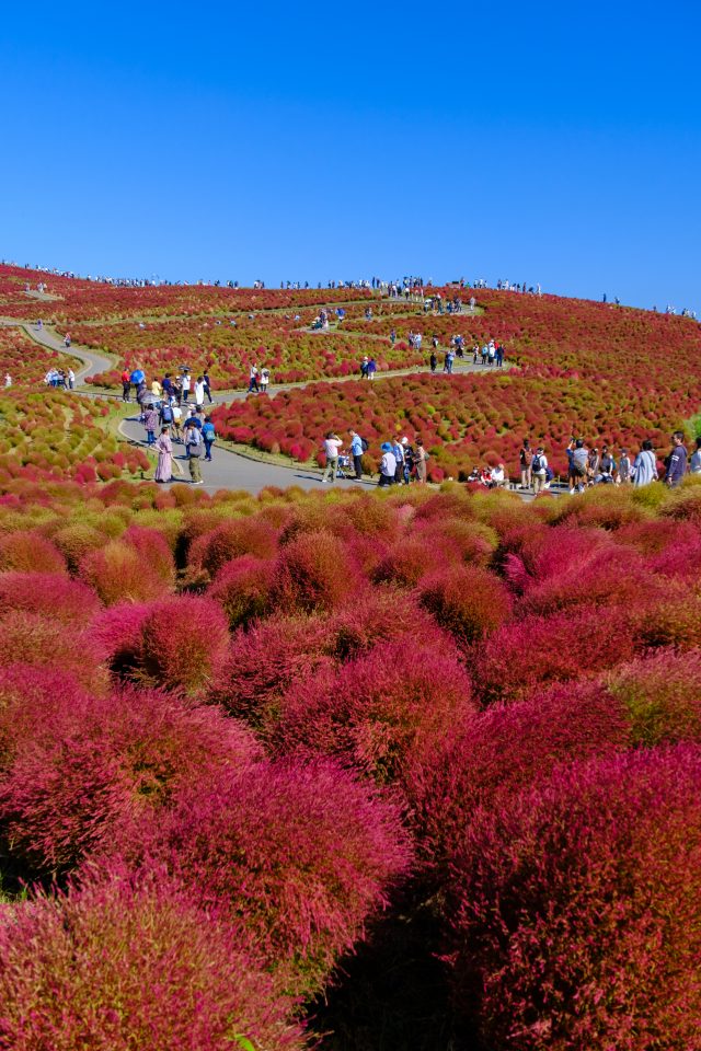 【保存版】茨城・秋の紅葉オススメスポット３選（グランフォト小野写真館周辺）
