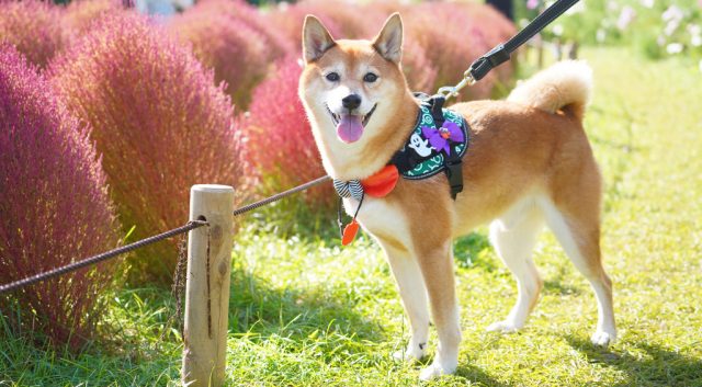 【保存版】秋のペット撮影アイデア5選｜紅葉・落ち葉・夕焼けで撮る季節の一枚